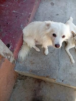 1+ year Male Purebred Japanese Spitz - main view