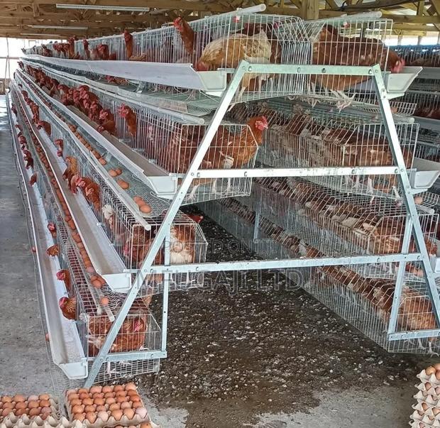 Chicken Cages - main view