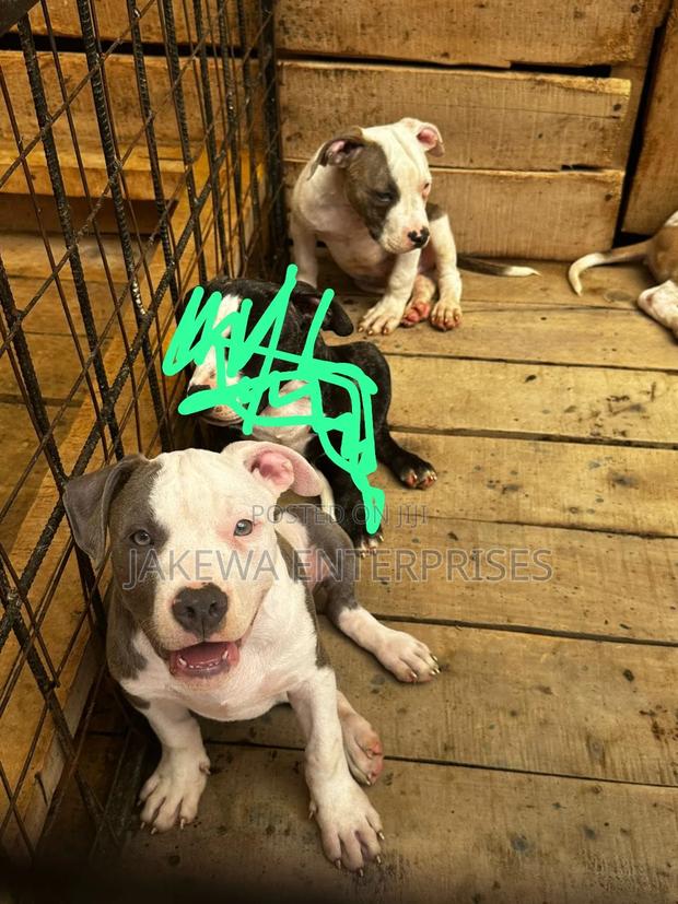 3-6 months Male Purebred American Bully - main view