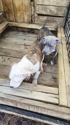 1-3 months Male Purebred American Bully