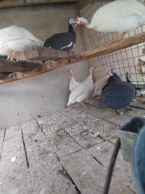 Guinea Fowl Eggs and Chicks on Sale - main view