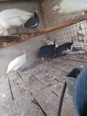 Guinea Fowl Eggs and Chicks on Sale