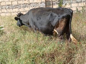 Freshian Cow Incaf - main view