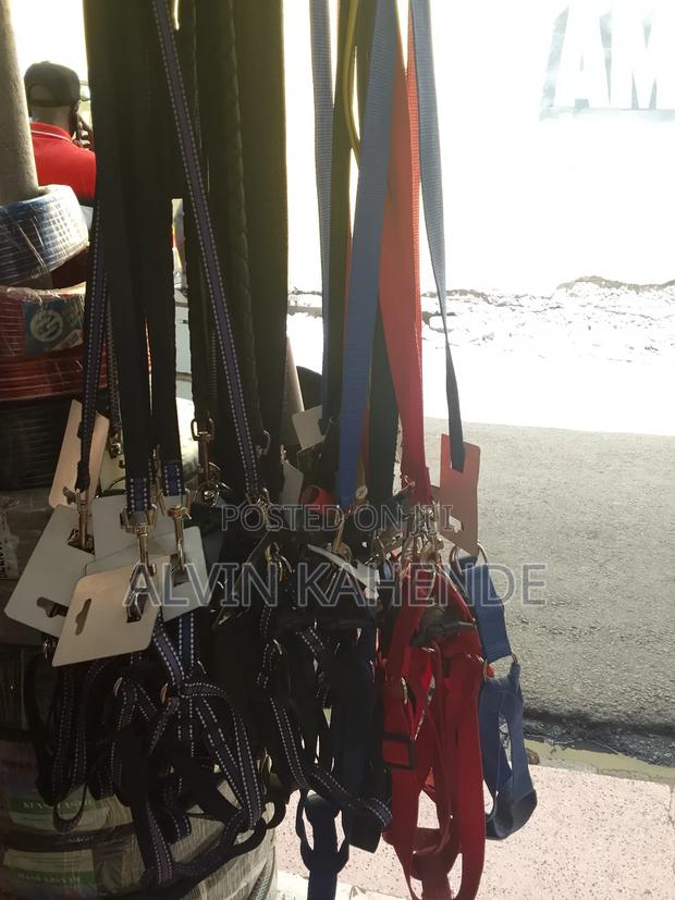 Dog Leash and Collar - main view