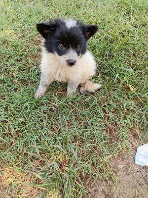1-3 months Male Mixed Breed Japanese Spitz - main view