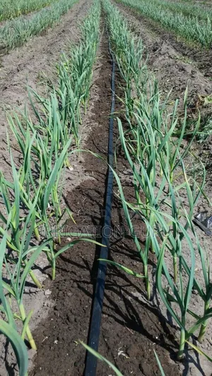 Best Drip for Onions