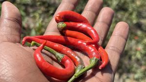 Chili Peppers (Demon F1) - main view