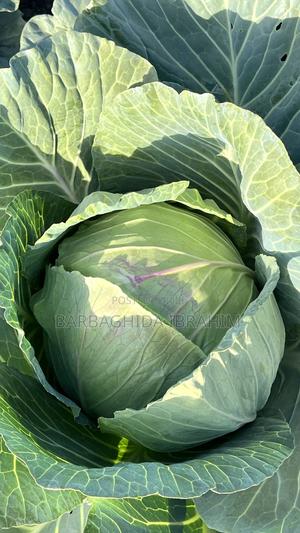 Cabbage Gloria F1 - main view