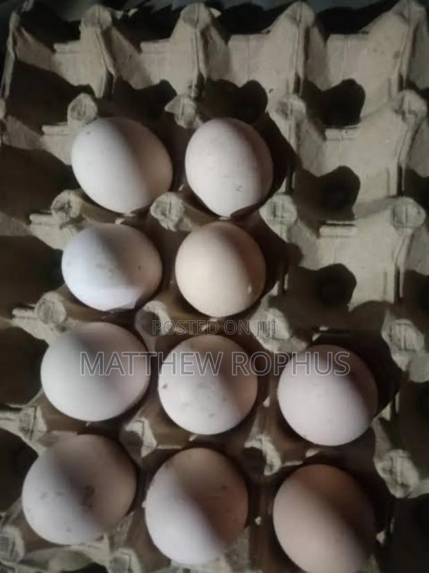 Brahma Fertile Eggs Available - thumbnail 4