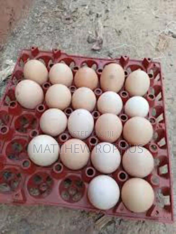 Brahma Fertile Eggs Available - main view