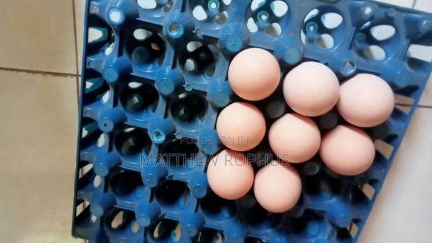 Brahma Fertile Eggs Available - thumbnail 5