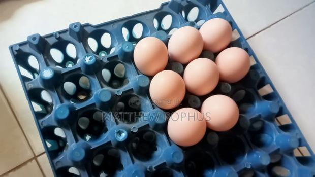 Brahma Fertile Eggs Available - thumbnail 3