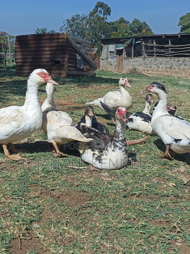 Muscovy Ducks For Sale - main view