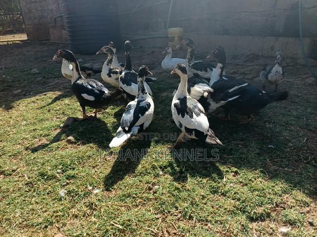 Muscovy Ducks For Sale - thumbnail 2