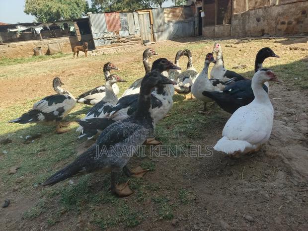 Muscovy Ducks For Sale - thumbnail 3
