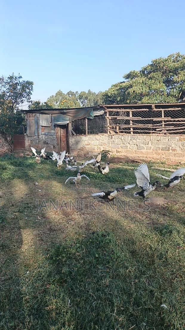 Muscovy Ducks For Sale - thumbnail 4