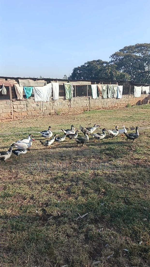 Muscovy Ducks For Sale - thumbnail 5