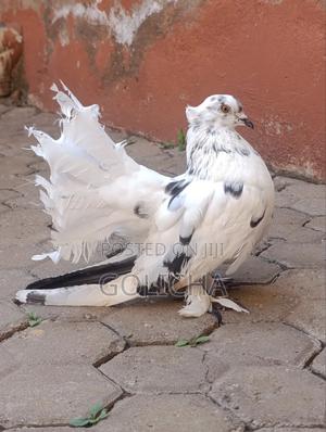 Indian Fantail - main view