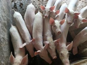 Piglets For Sale - main view