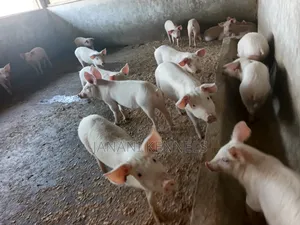 Piglets For Sale