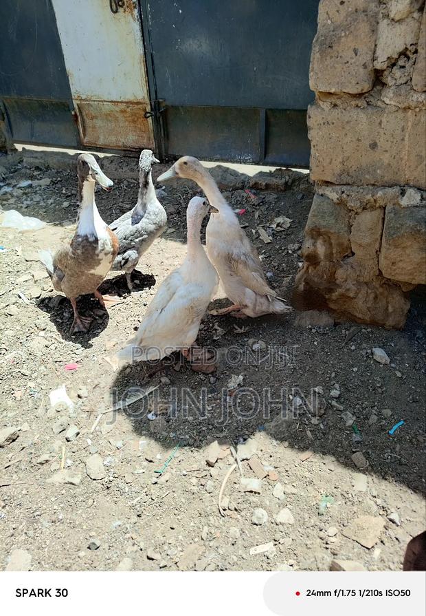 Indian Runner Ducks - main view