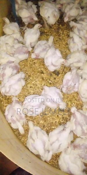 Chickens for Meat - main view