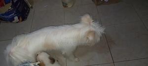 1+ year Female Purebred Maltese
