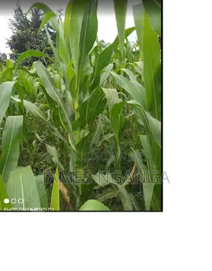 Prime Agricultural Land for Sale