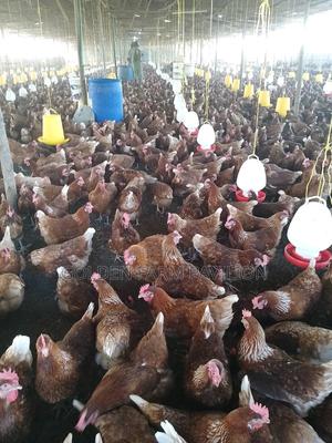 Commercial Layers ( Isa Brown) - thumbnail 2