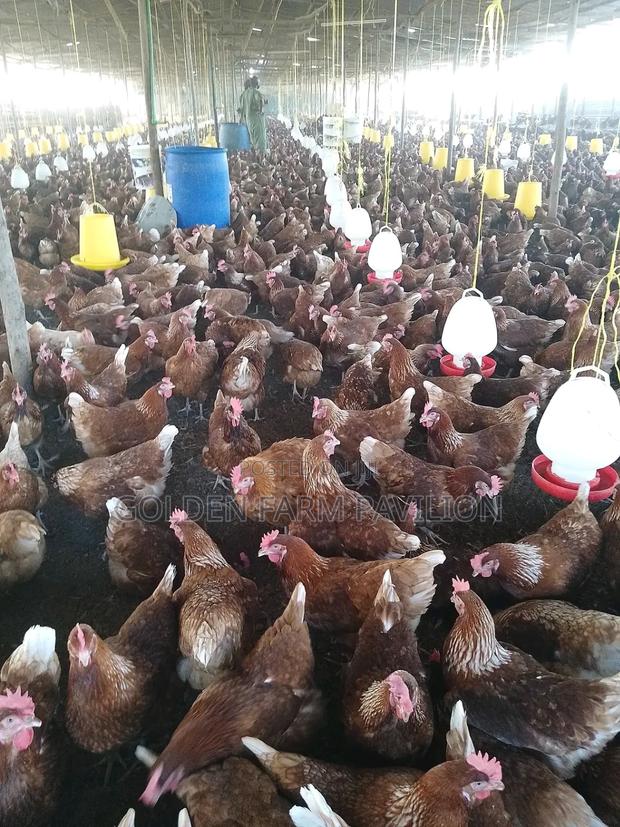 Commercial Layers ( Isa Brown) - main view