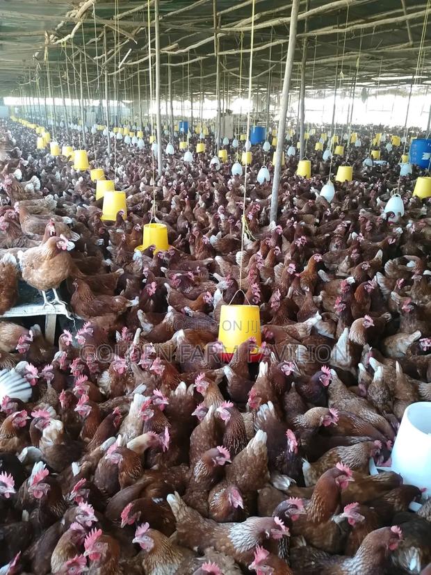 Commercial Layers ( Isa Brown) - thumbnail 3