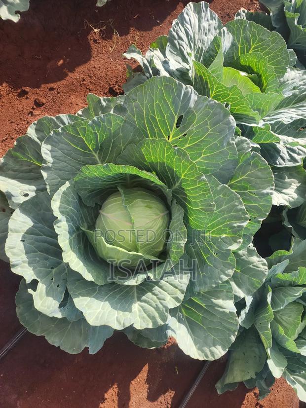 Sale of Cabbage - main view