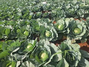 Sale of Cabbage