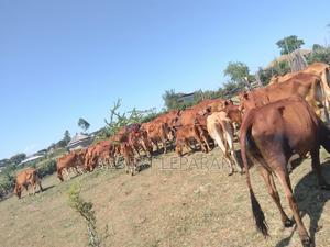 Healthy Cows, - thumbnail 2