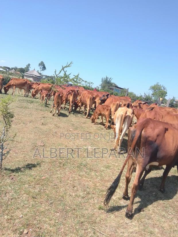 Healthy Cows, - thumbnail 3