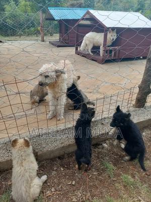 1-3 months Female Mixed Breed German Shorthaired Pointer - main view