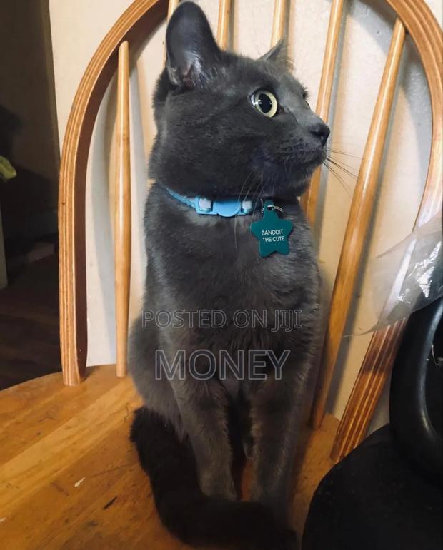 1+ year Male Purebred Russian Blue - thumbnail 4