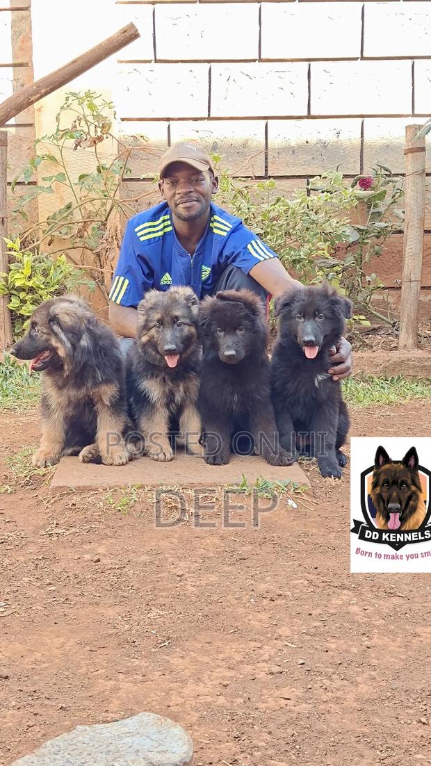 1-3 months Male Purebred German Shepherd - thumbnail 3