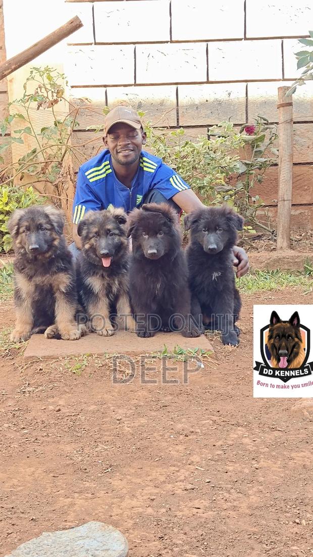 1-3 months Male Purebred German Shepherd - thumbnail 4