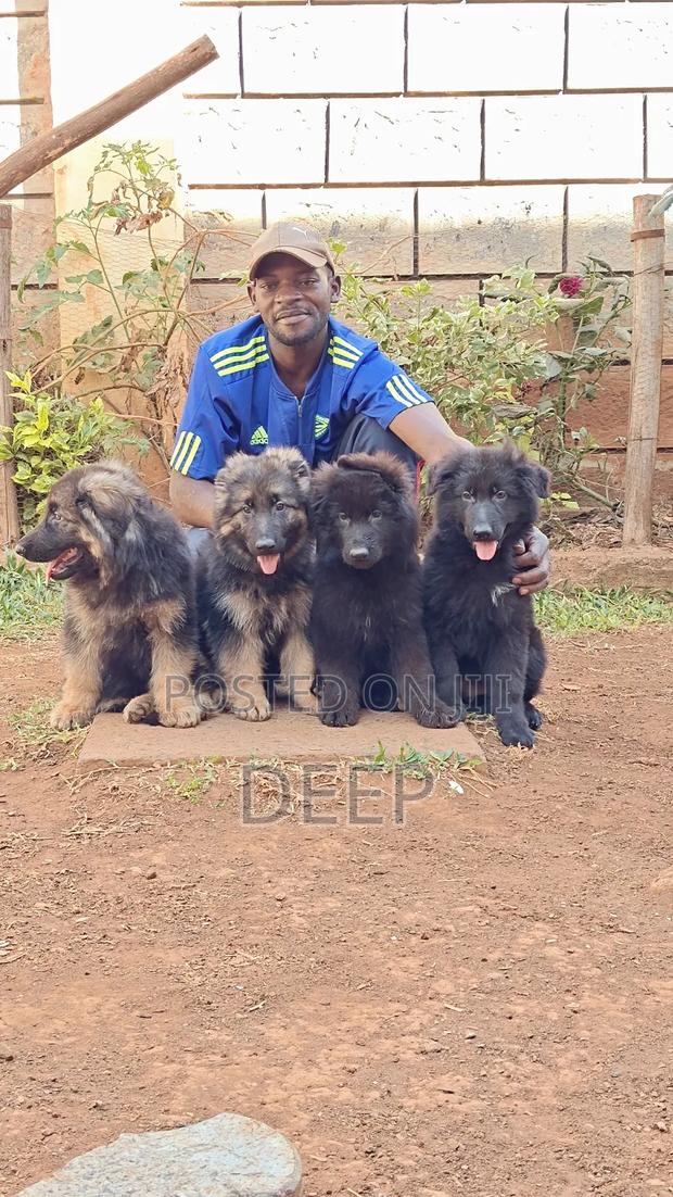 1-3 months Male Purebred German Shepherd - thumbnail 5
