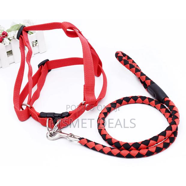 Dog Leash / Harness With Collar - main view