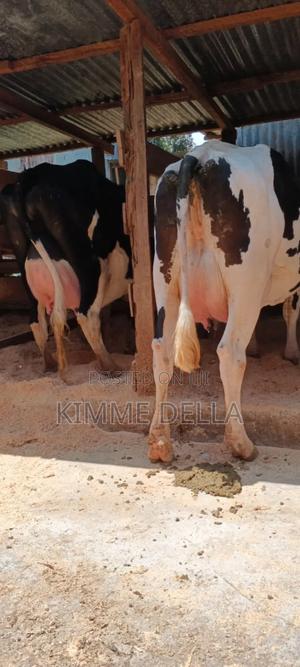 Dairy Cows - main view