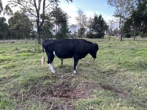 Friesian Bull for Sale