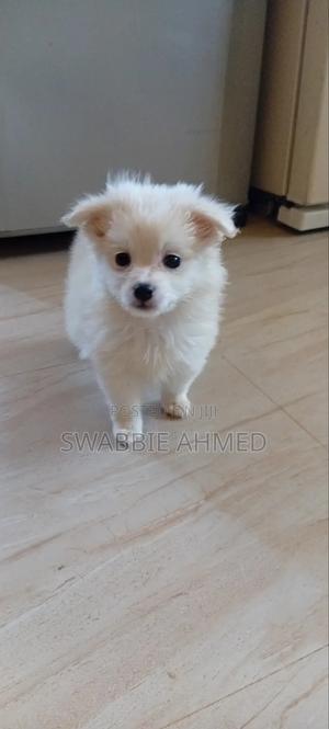 1-3 months Male Mixed Breed Maltese - main view