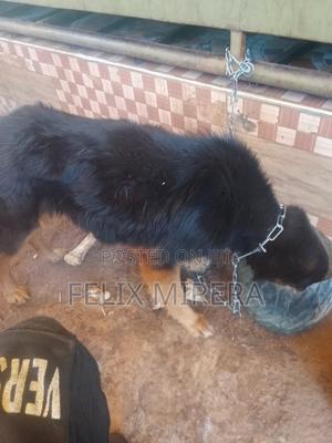 3-6 months Male Mixed Breed German Shepherd - main view