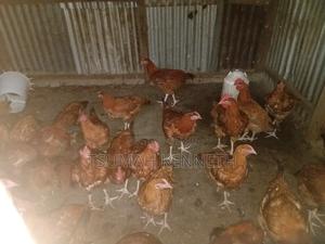 Kienyeji Improved (Kenbro) - main view