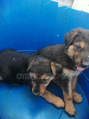 1-3 months Male Mixed Breed German Shepherd - main view