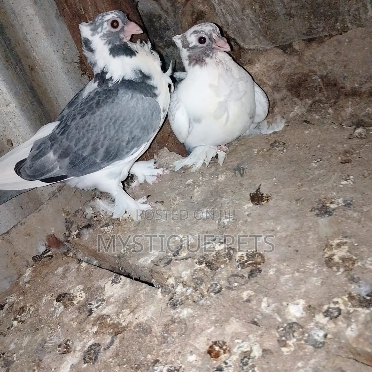 Short Beaks Birds