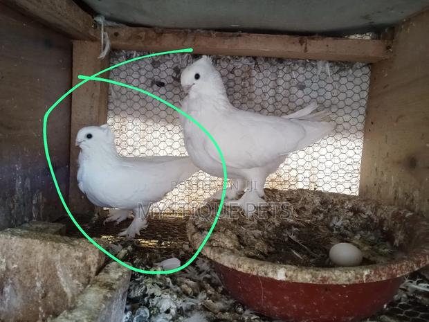 Short Beak ,Pigeons - main view