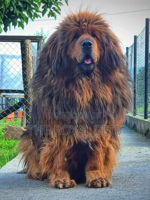 1+ year Male Purebred Mastiff